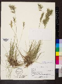 Poa bulbosa image