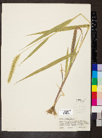 Setaria faberi image