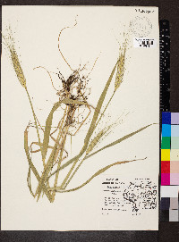 Triticum aestivum image