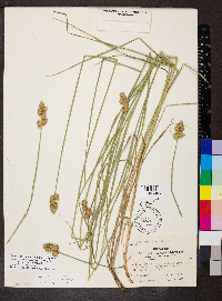 Carex alata image