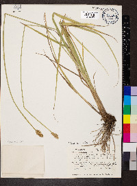 Carex alopecoidea image