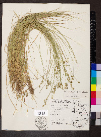 Carex atlantica subsp. atlantica image