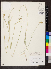 Carex bebbii image