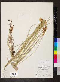 Carex bicknellii image