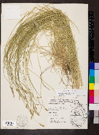 Carex bromoides subsp. bromoides image