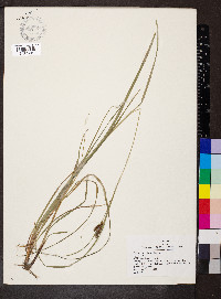 Carex caroliniana image