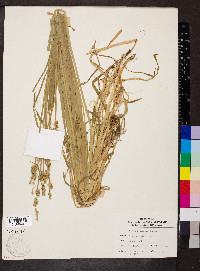 Carex conjuncta image