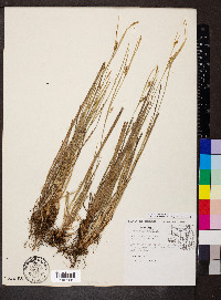 Carex conoidea image