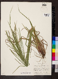 Carex debilis var. rudgei image