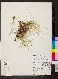 Carex disperma image