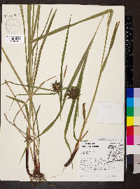 Carex grayi image