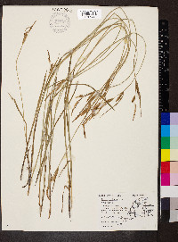 Carex haydenii image