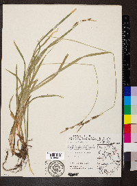 Carex hirtifolia image