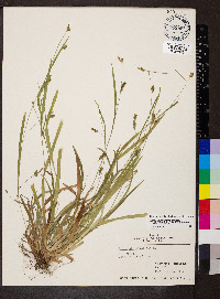 Carex laxiculmis image