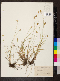 Carex leavenworthii image