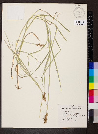 Carex normalis image