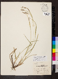 Carex oxylepis image