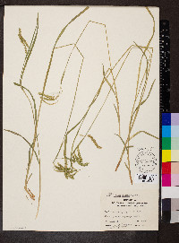 Carex prasina image