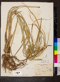 Carex rostrata image