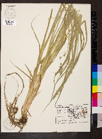 Carex sparganioides image