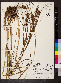 Carex squarrosa image