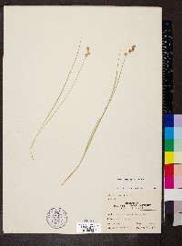 Carex sterilis image