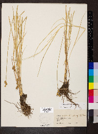 Carex suberecta image