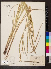 Carex trichocarpa image