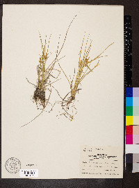 Carex viridula image