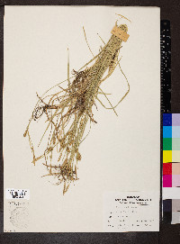 Carex woodii image