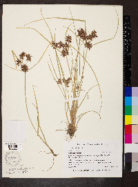 Cyperus diandrus image