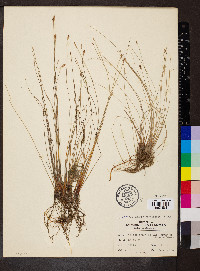 Eleocharis erythropoda image