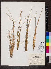 Eleocharis intermedia image