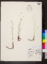 Eleocharis tenuis var. verrucosa image