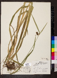 Scirpus georgianus image