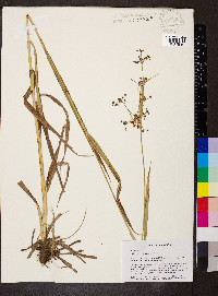 Scirpus georgianus image