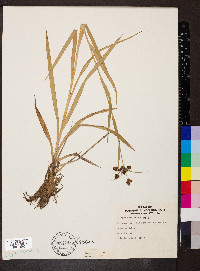 Scirpus hattorianus image