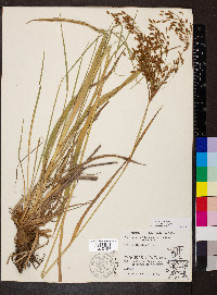 Scirpus pendulus image