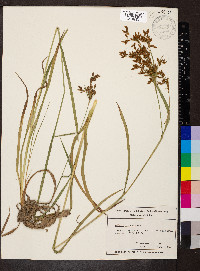 Scirpus pendulus image