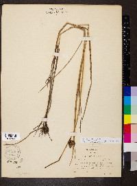Bolboschoenus maritimus image