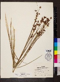 Cladium mariscoides image