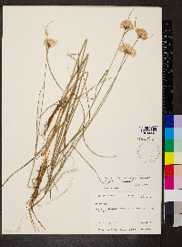 Eriophorum angustifolium image