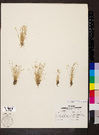 Isolepis carinata image