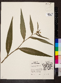 Tradescantia subaspera image