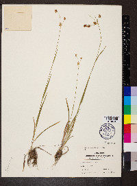 Luzula bulbosa image