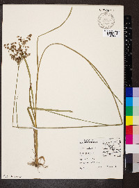 Juncus biflorus image
