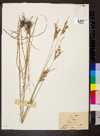 Juncus interior image