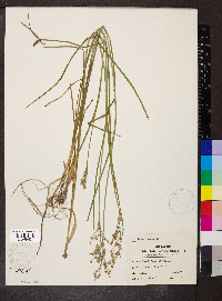 Juncus nodatus image