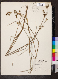 Juncus scirpoides image