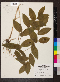 Uvularia grandiflora image